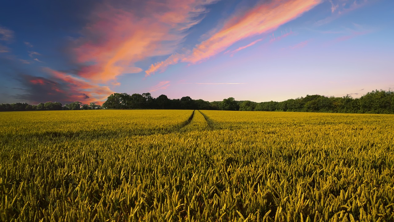Agricoltura biologica VS agricoltura convenzionale