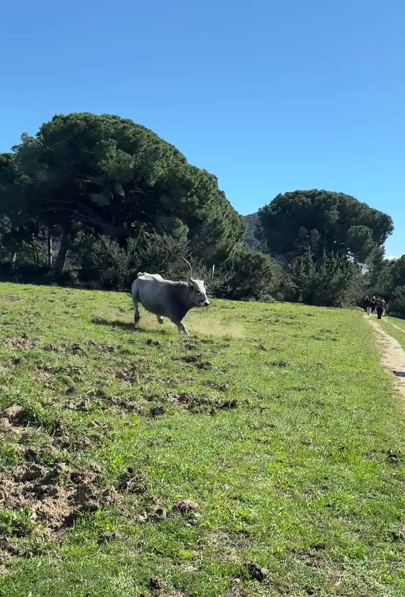 Reduci dal viaggio d’istruzione in Toscana ci siamo innamorati della razza bovina maremmana